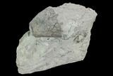 Fossil Crinoid (Eucalyptocrinus) Calyx on Rock - Indiana #127319-2